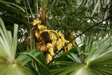 Trachycarpus fortunei RCP5-2012 071.JPG